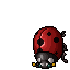 Ladybug